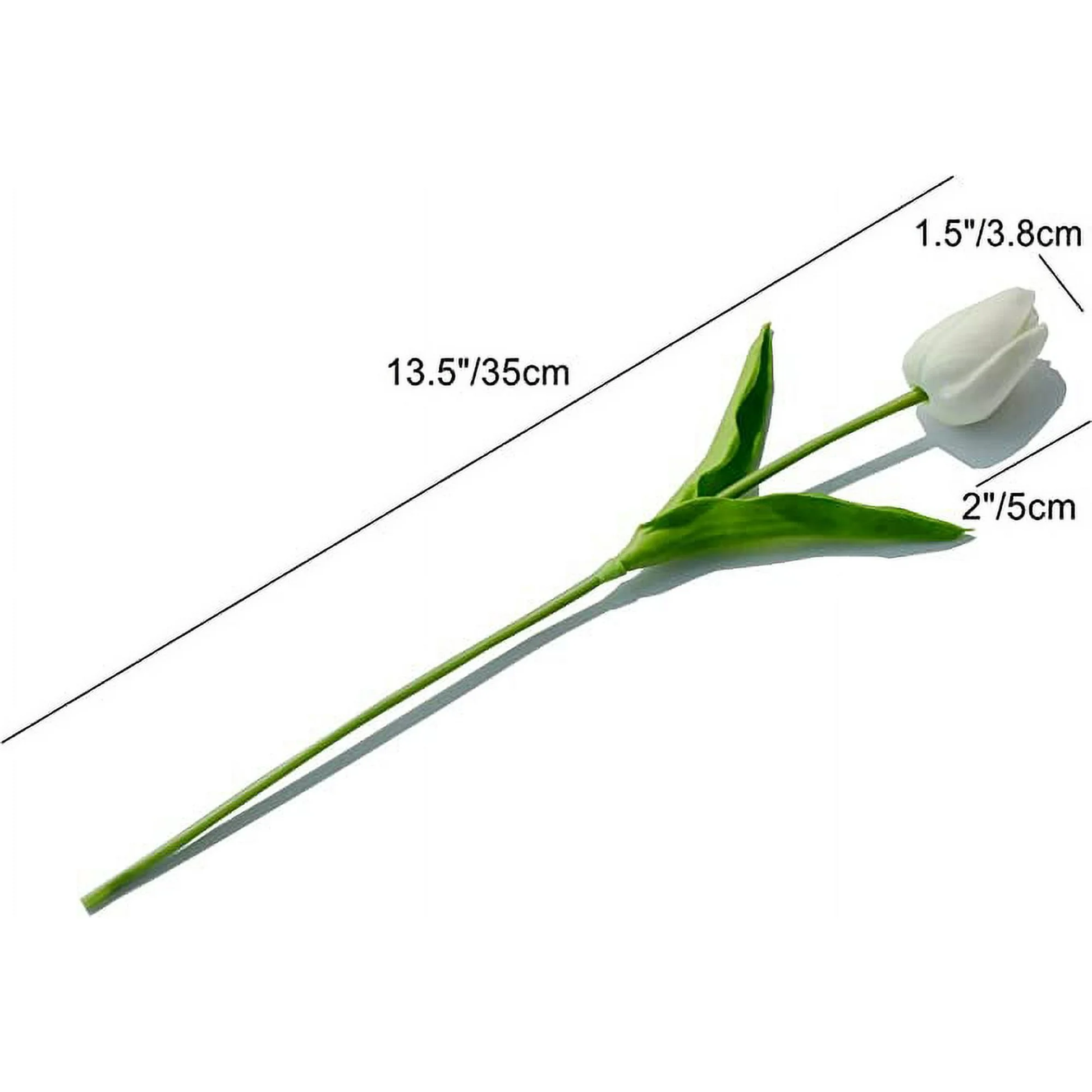 White tulip with measurements on a white background