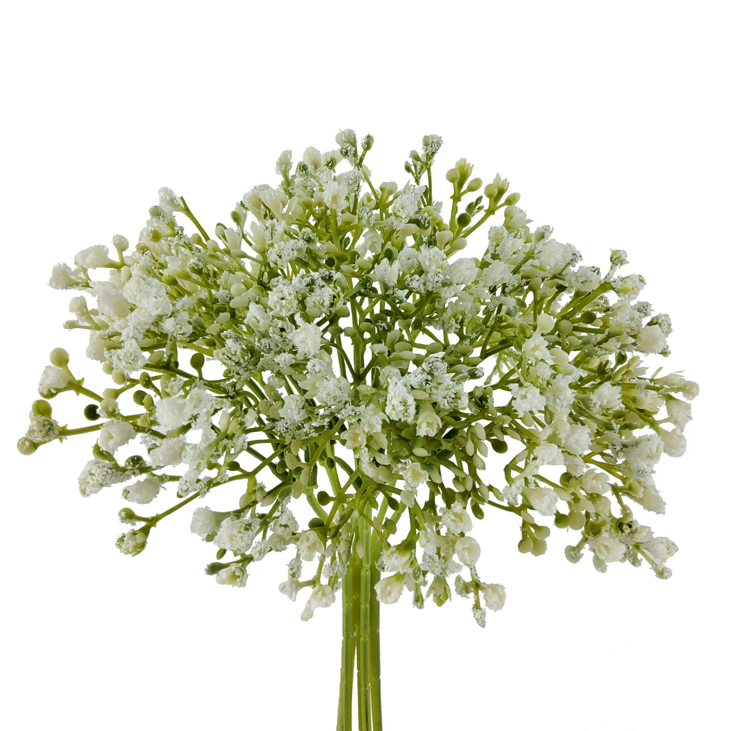 Bouquet of white flowers with green stems on a white background