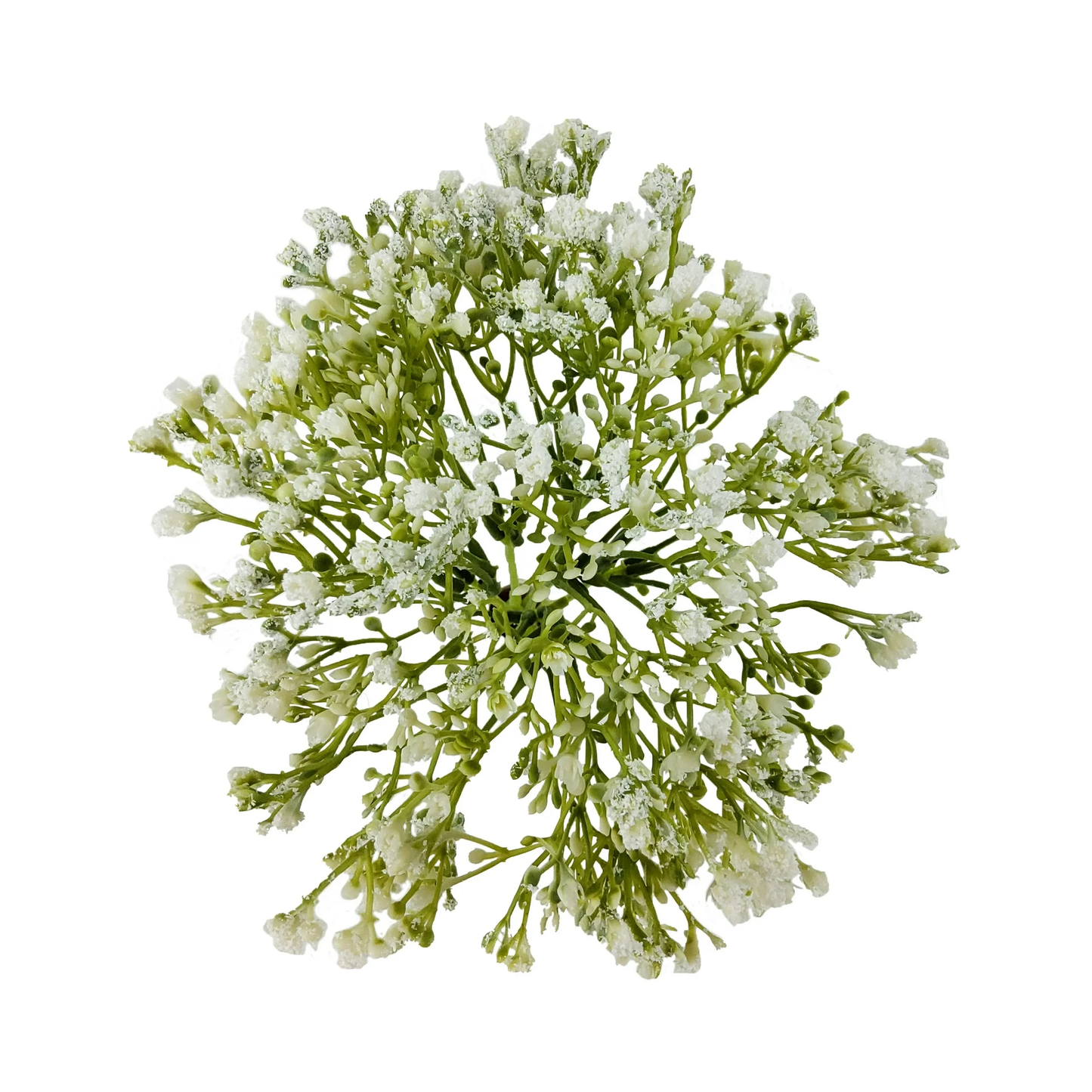 Bouquet of white flowers with green stems on a white background